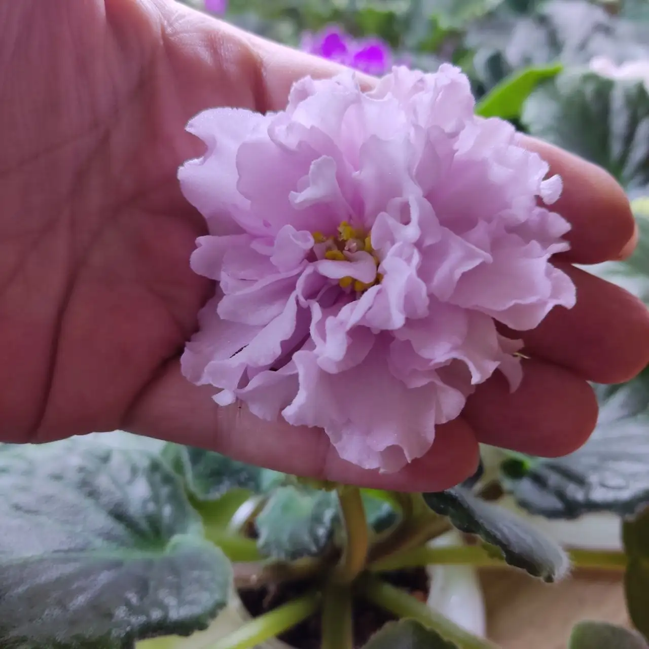 Продажа фиалок разных сортов - Растения (Хобби и отдых) в Ставрополь