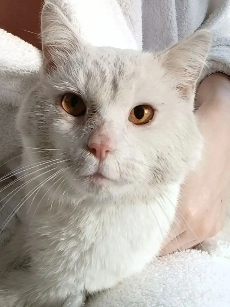 Пропал кот в Ставрополе - Потерянные животные (Животные) в Ставрополь