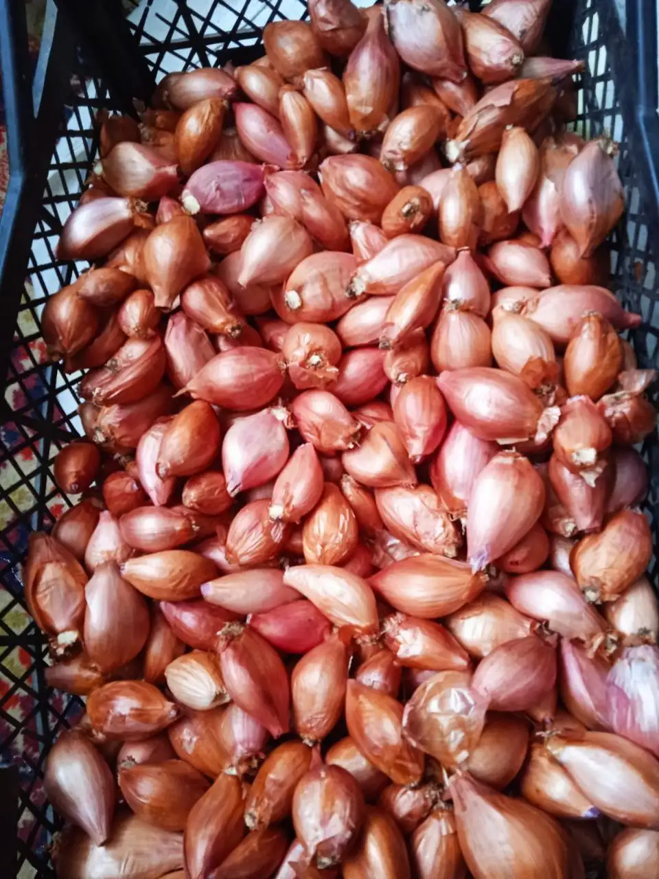 Домашний лук по цене 150 руб/кг - Продукты питания (Барахолка) в Ставрополь