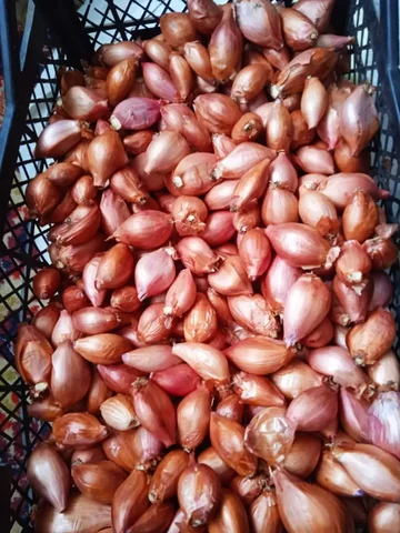 Домашний лук по цене 150 руб/кг - Игрушки в Ставрополь