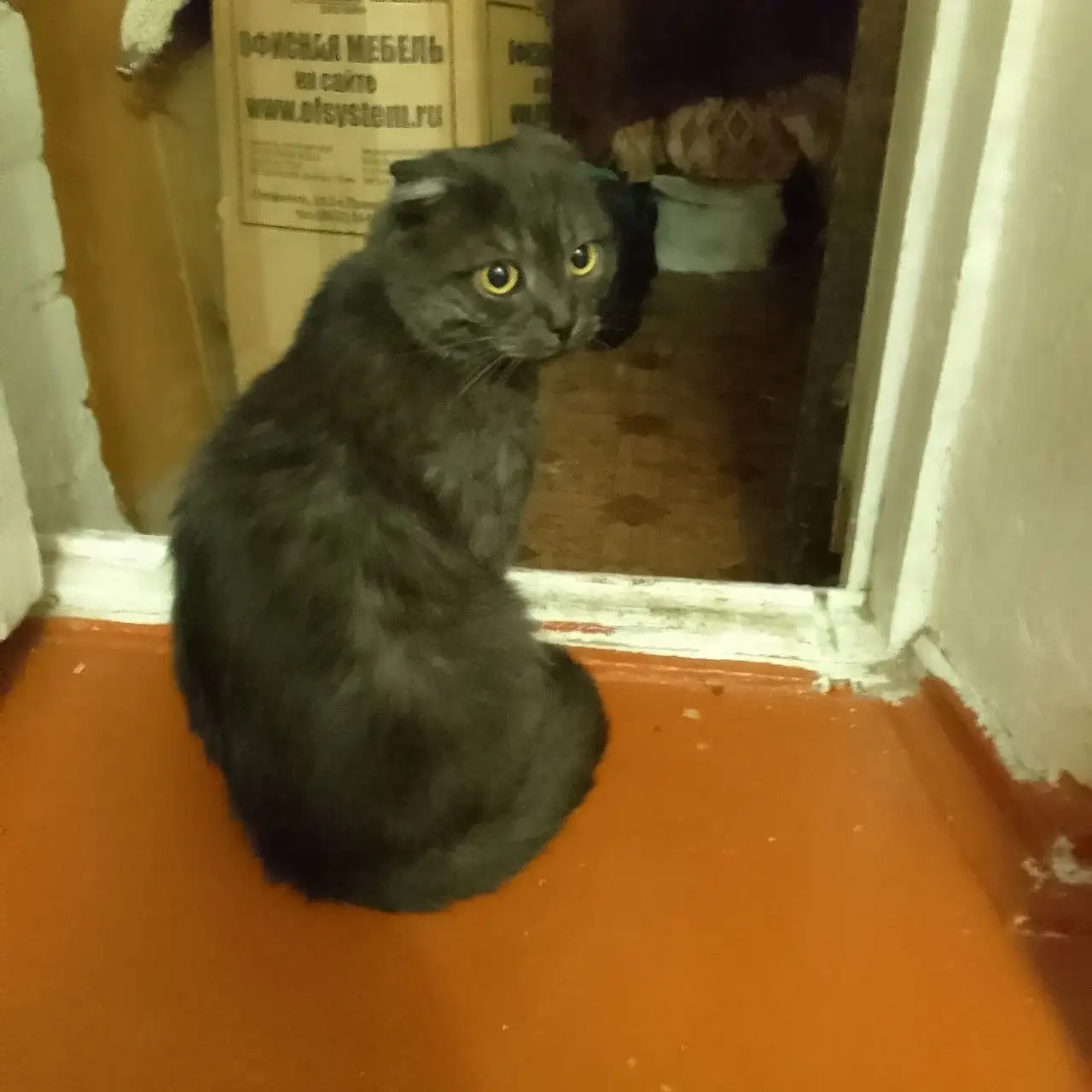 Пропал вислоухий кот на ул. Ленина - Пропажа животных (Животные) в Ставрополь