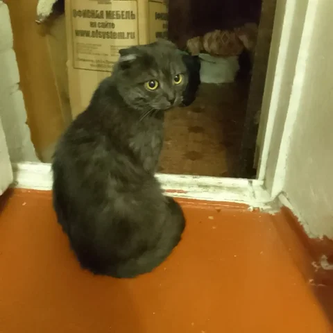 Пропал вислоухий кот на ул. Ленина - Животные в Ставрополь