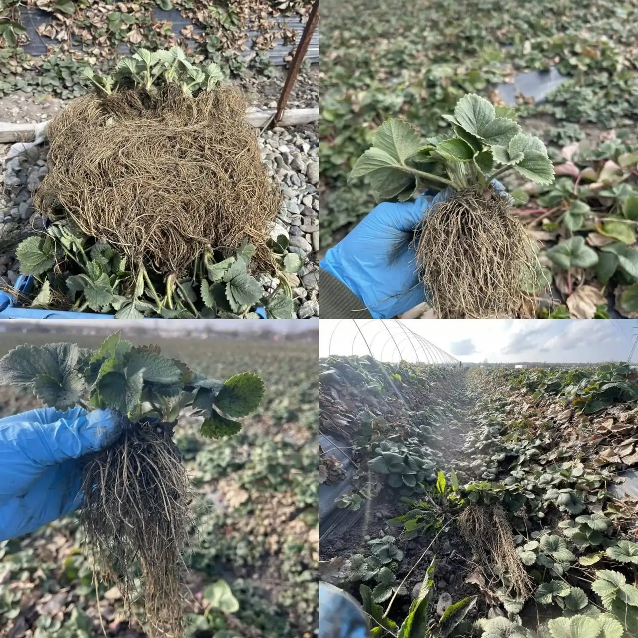 Рассада клубники различных сортов - Растения (Хобби и отдых) в Ставрополь