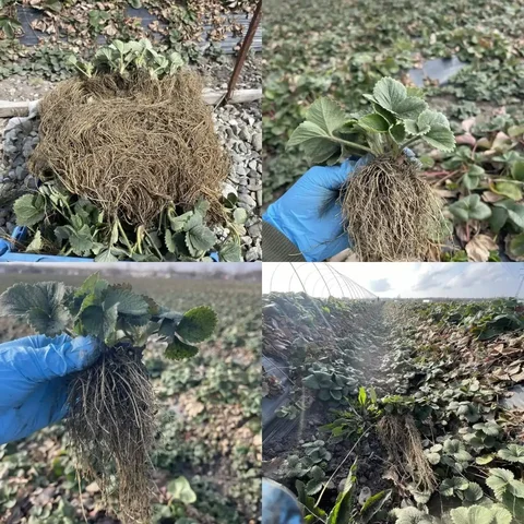 Рассада клубники различных сортов - Туры и экскурсии в Ставрополь