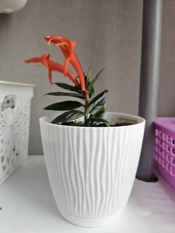 Колумнея - Рукоделие в Ставрополь