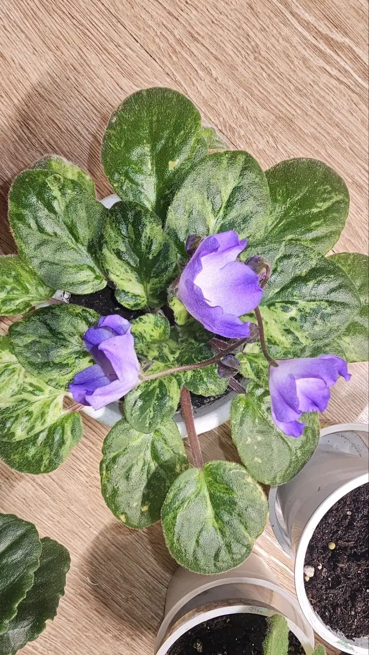 Продажа цветущих фиалок - Барахолка в Ставрополь