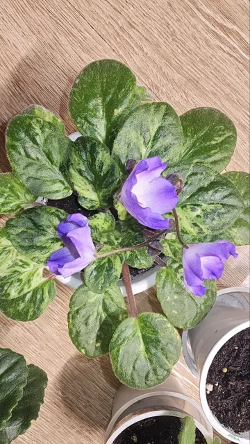 Продажа цветущих фиалок - Игрушки в Ставрополь