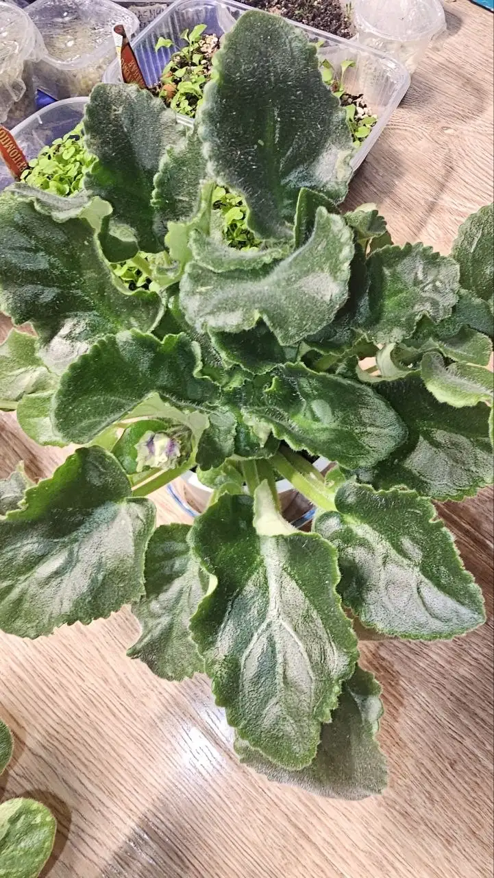 Продажа цветущих фиалок - Барахолка в Ставрополь