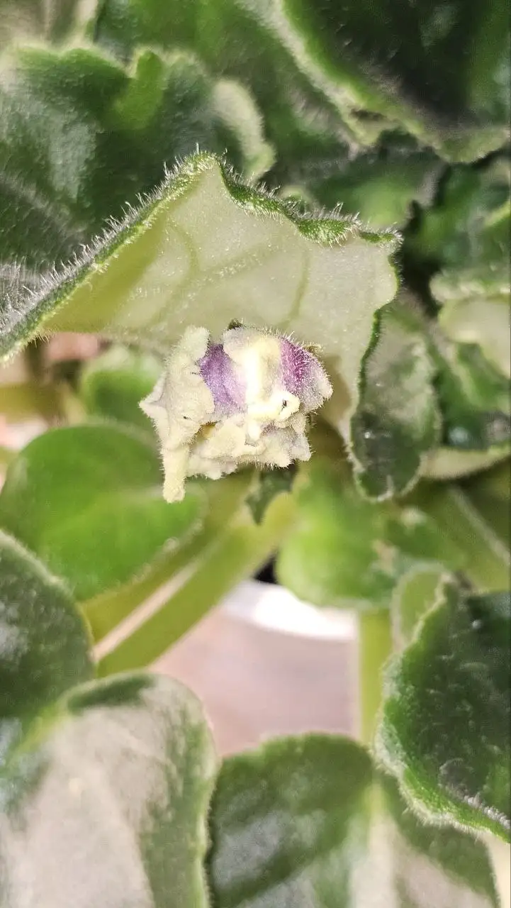 Продажа цветущих фиалок - Барахолка в Ставрополь