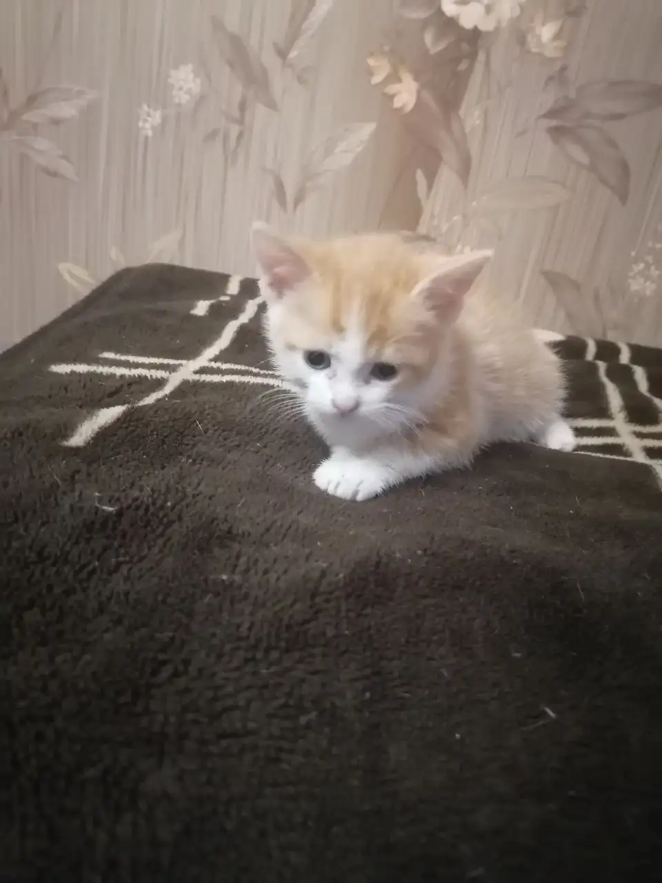 Отдам котёнка в добрые руки - Кошки (Животные) в Ставрополь