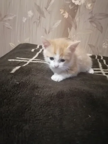 Отдам котёнка в добрые руки - частное объявление в Ставрополь