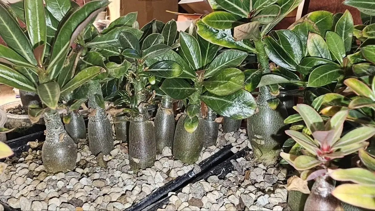 Продажа саженцев Адениум 'Роза пустынь' - Растения (Хобби и отдых) в Ставрополь