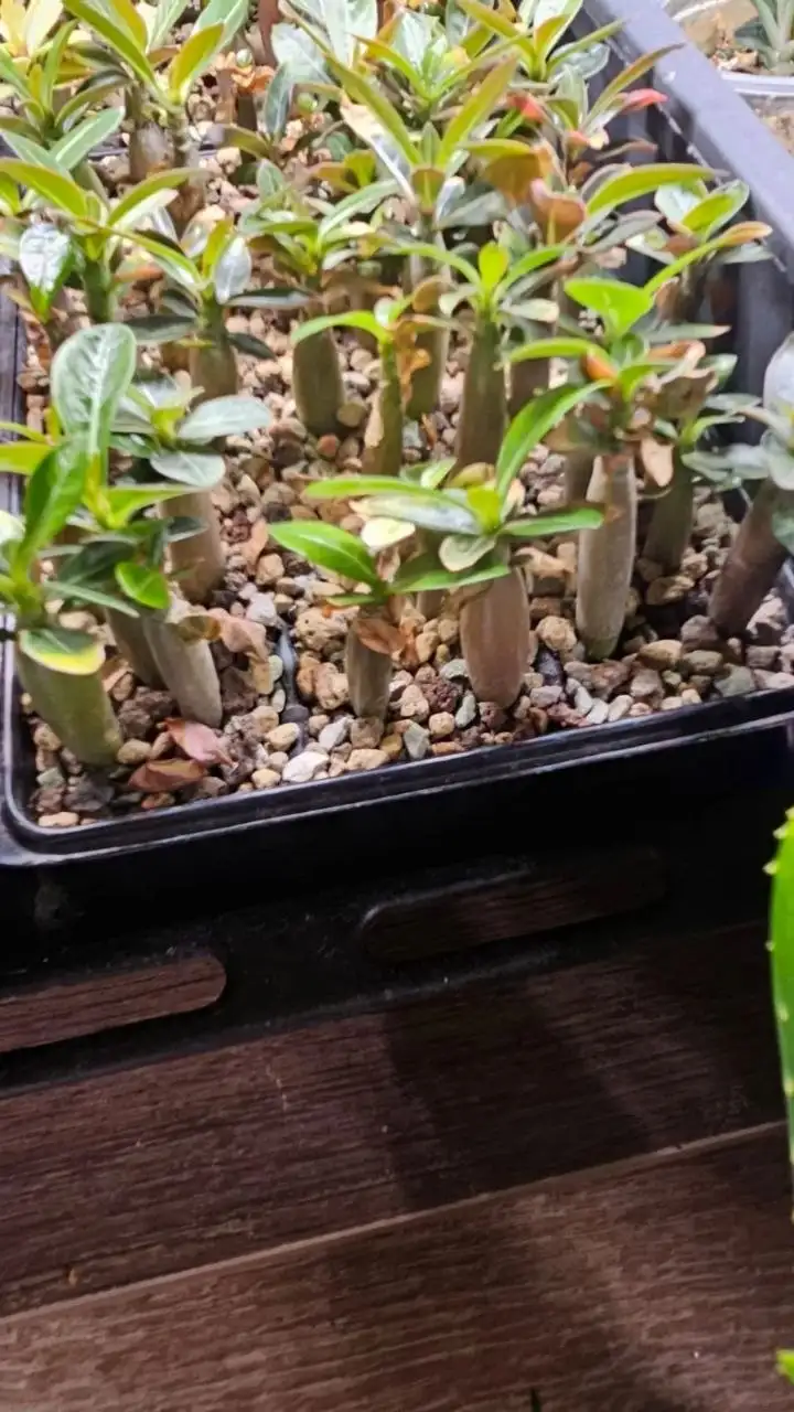 Продажа саженцев Адениум 'Роза пустынь' - Растения (Хобби и отдых) в Ставрополь