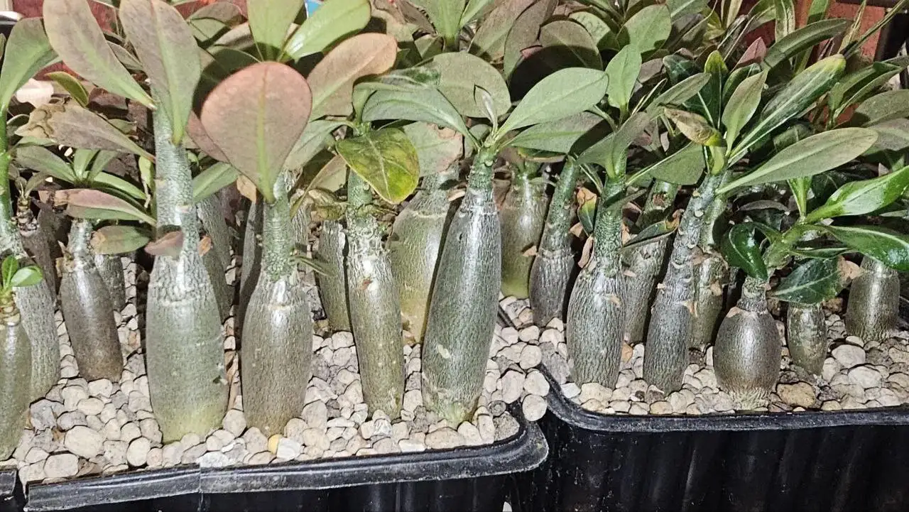 Продажа саженцев Адениум 'Роза пустынь' - Растения (Хобби и отдых) в Ставрополь