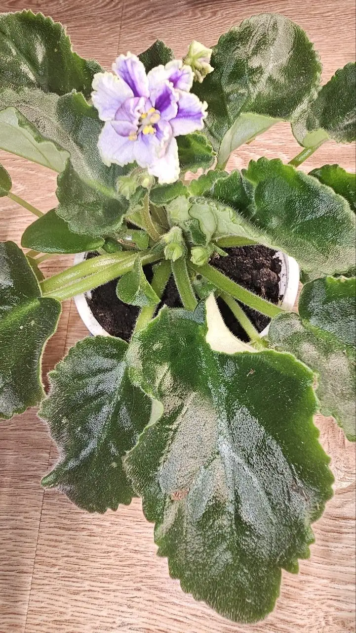 Продажа фиалки в Ставрополе - Растения (Хобби и отдых) в Ставрополь