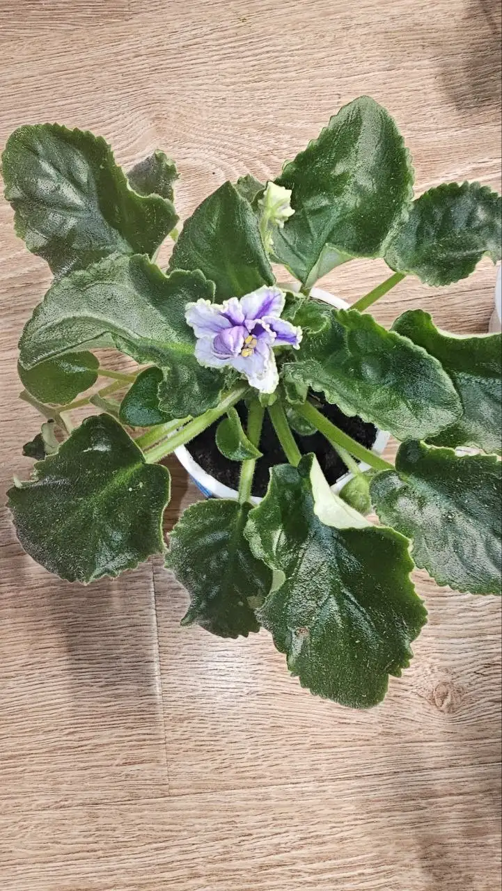 Продажа фиалки в Ставрополе - Растения (Хобби и отдых) в Ставрополь