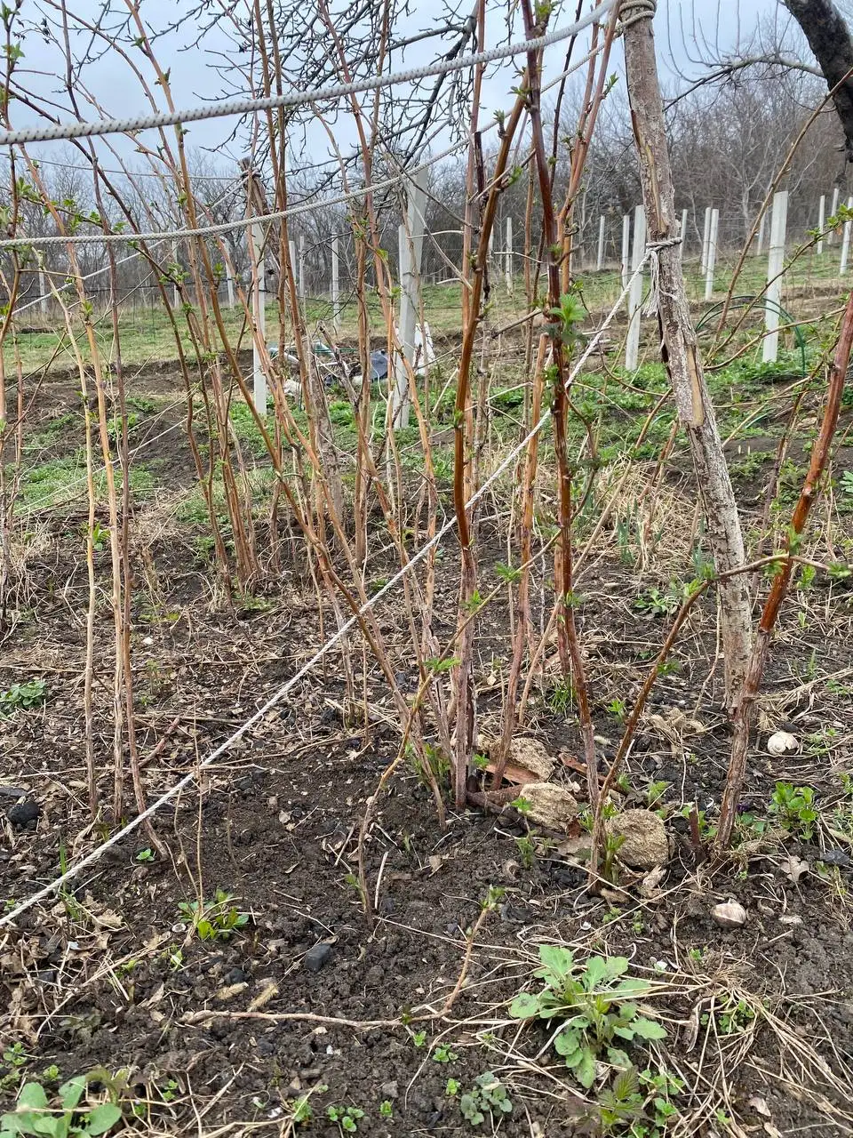 Саженцы малины Маравилла взрослые кусты - Садоводство (Хобби и отдых) в Ставрополь