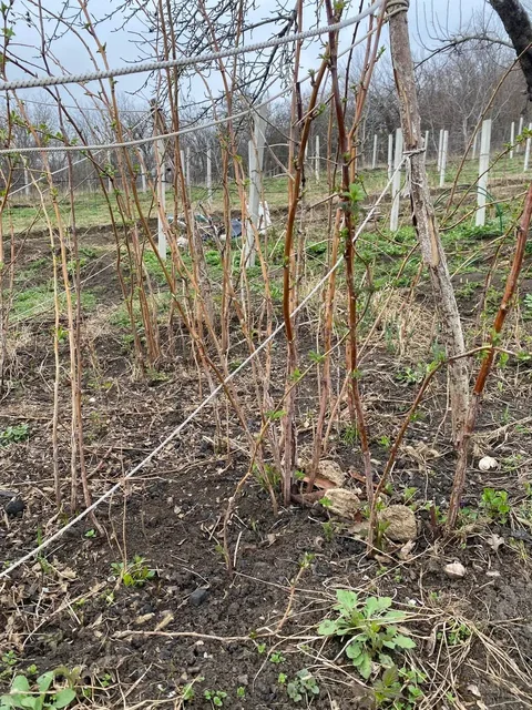 Саженцы малины Маравилла взрослые кусты - Рукоделие в Ставрополь