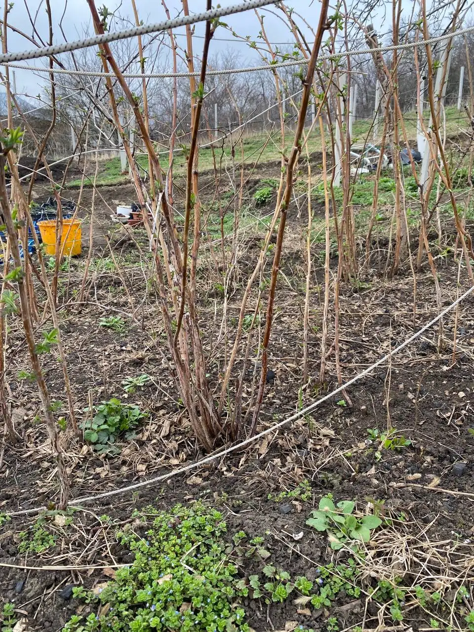 Саженцы малины Маравилла взрослые кусты - Садоводство (Хобби и отдых) в Ставрополь