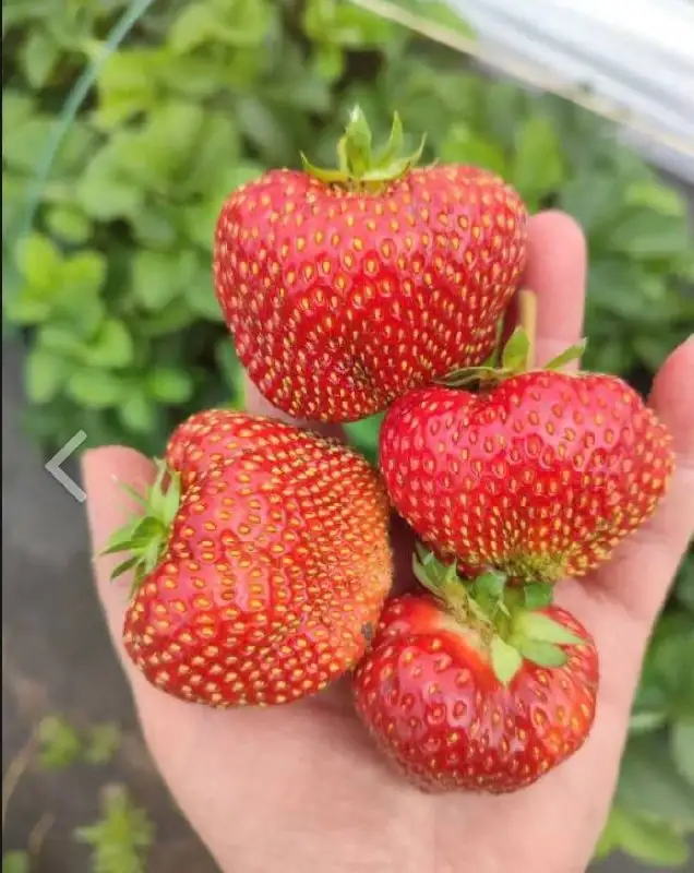 Клубника Москова итальянской селекции - Садоводство (Хобби и отдых) в Ставрополь