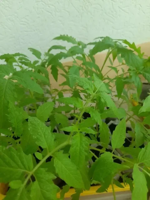 Продажа рассады томатов для теплицы - Для дома и дачи в Ставрополь