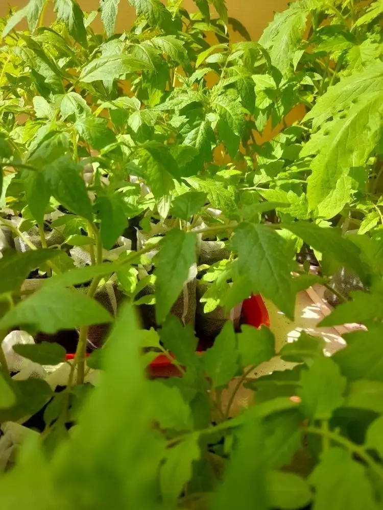 Продажа рассады томатов для теплицы - Рассада (Для дома и дачи) в Ставрополь