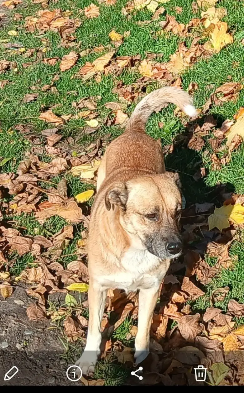 Помощь в поиске домашнего питомца в Михайловске - Животные в Михайловск