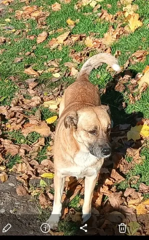 Помощь в поиске домашнего питомца в Михайловске - частное объявление в Михайловск