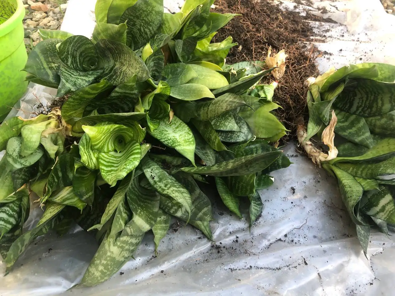 Разборка тещиного языка - Барахолка в Михайловск