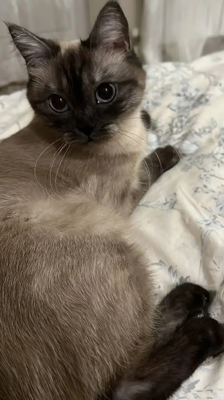 Потерялась кошка в районе Перспективный - Потерялись/найдены (Животные) в Ставрополь