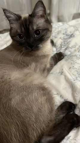 Потерялась кошка в районе Перспективный - Животные в Ставрополь