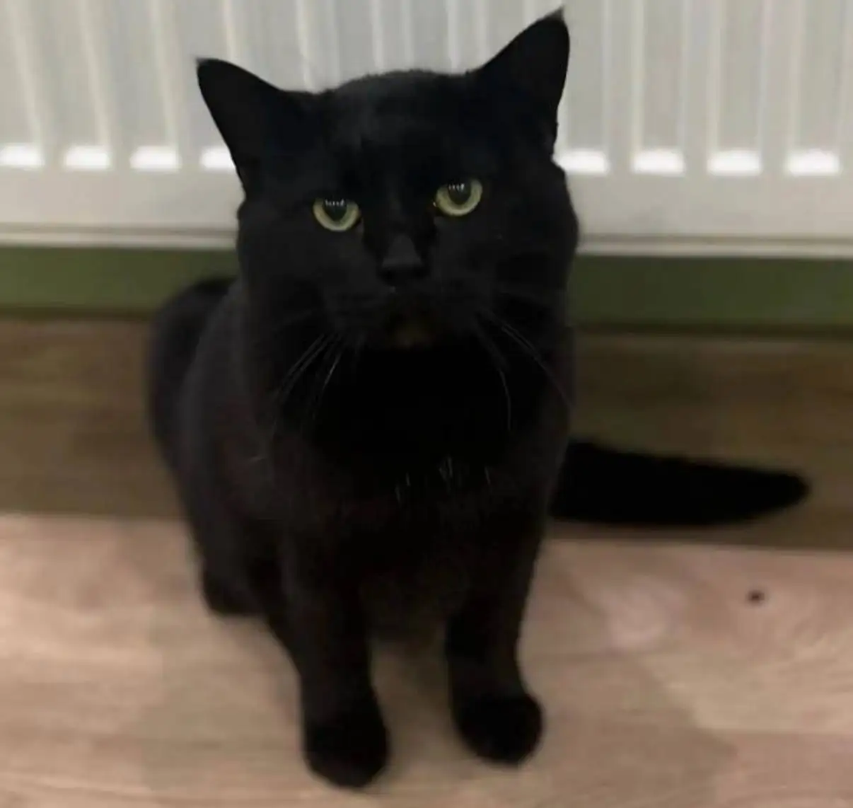 Кот Леон ищет дом - Кошки (Животные) в Ставрополь