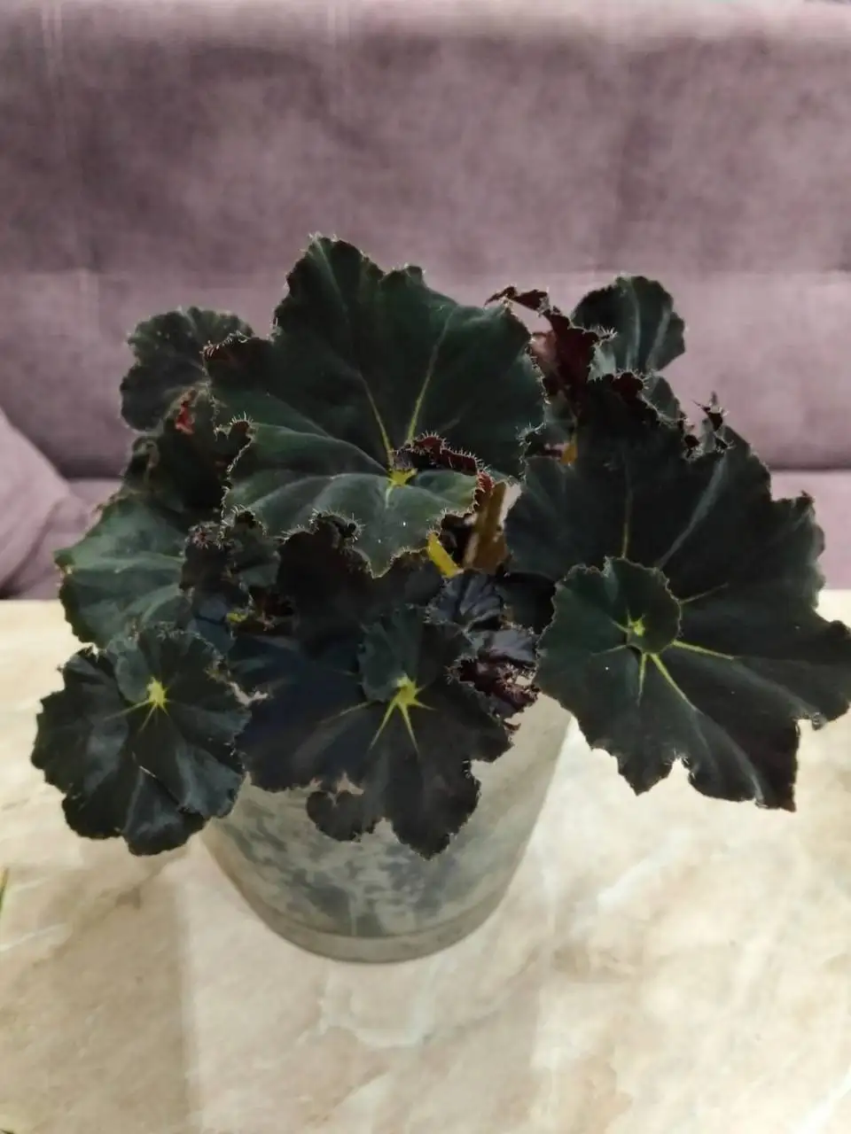 Продажа комнатных цветов - Комнатные растения (Хобби и отдых) в Ставрополь