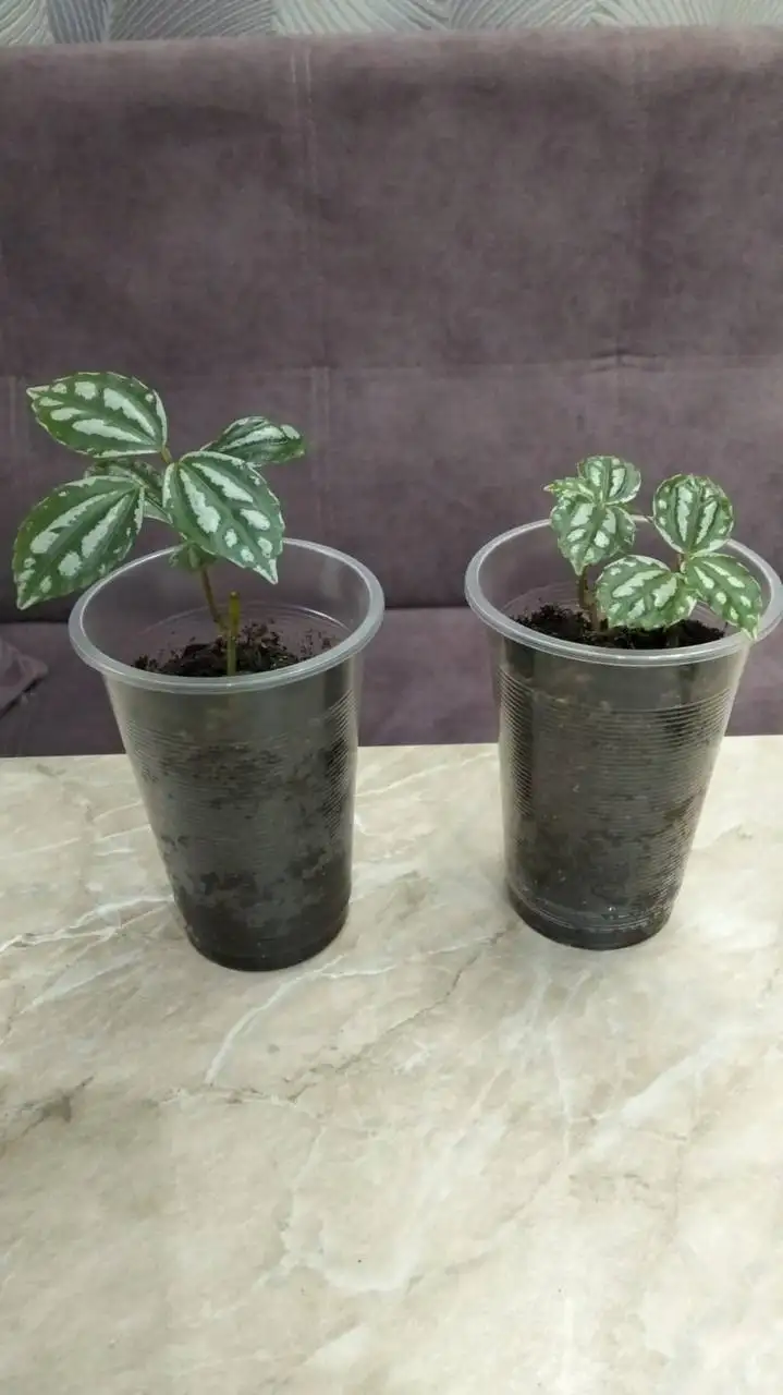 Продажа комнатных цветов - Комнатные растения (Хобби и отдых) в Ставрополь