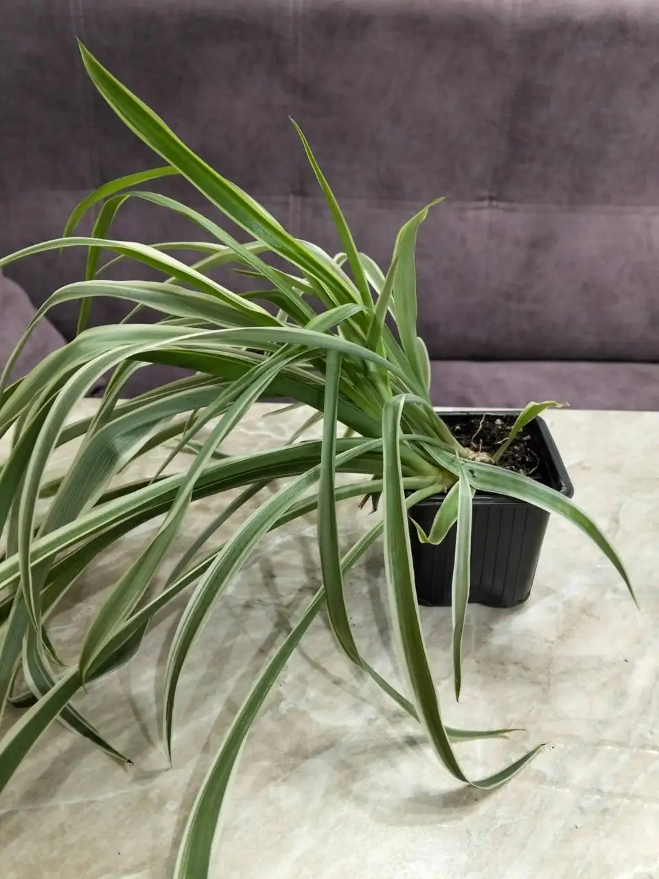 Продажа комнатных цветов - Комнатные растения (Хобби и отдых) в Ставрополь