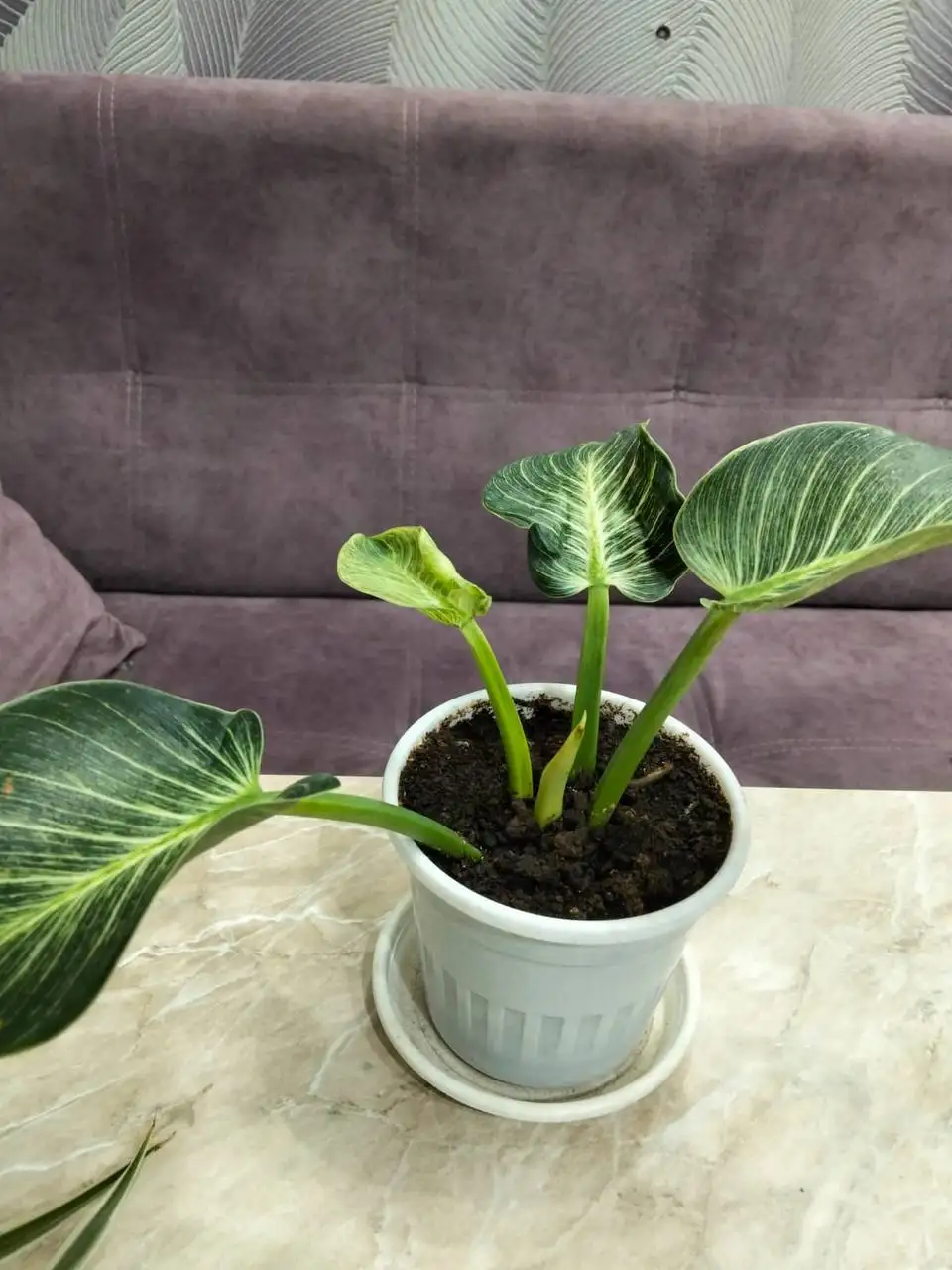 Продажа комнатных цветов - Комнатные растения (Хобби и отдых) в Ставрополь