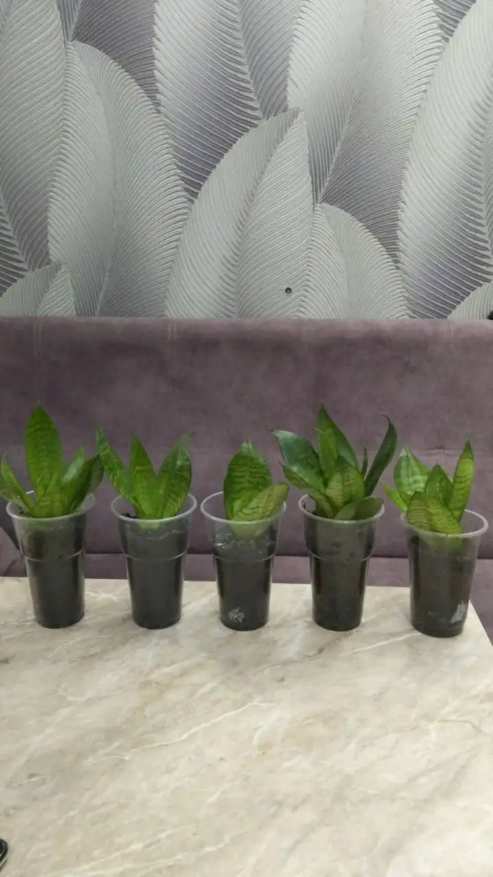 Продажа комнатных цветов - Комнатные растения (Хобби и отдых) в Ставрополь