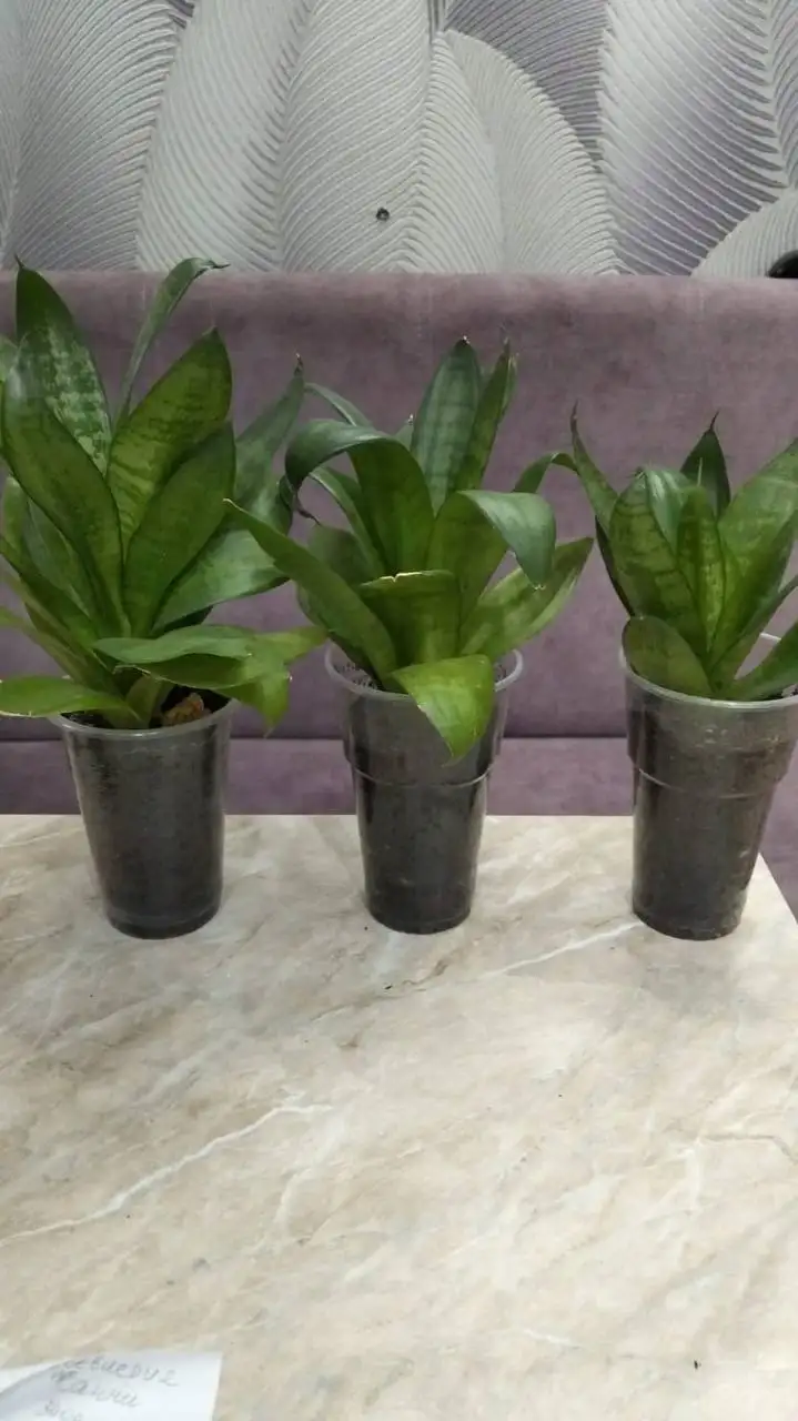 Продажа комнатных цветов - Комнатные растения (Хобби и отдых) в Ставрополь