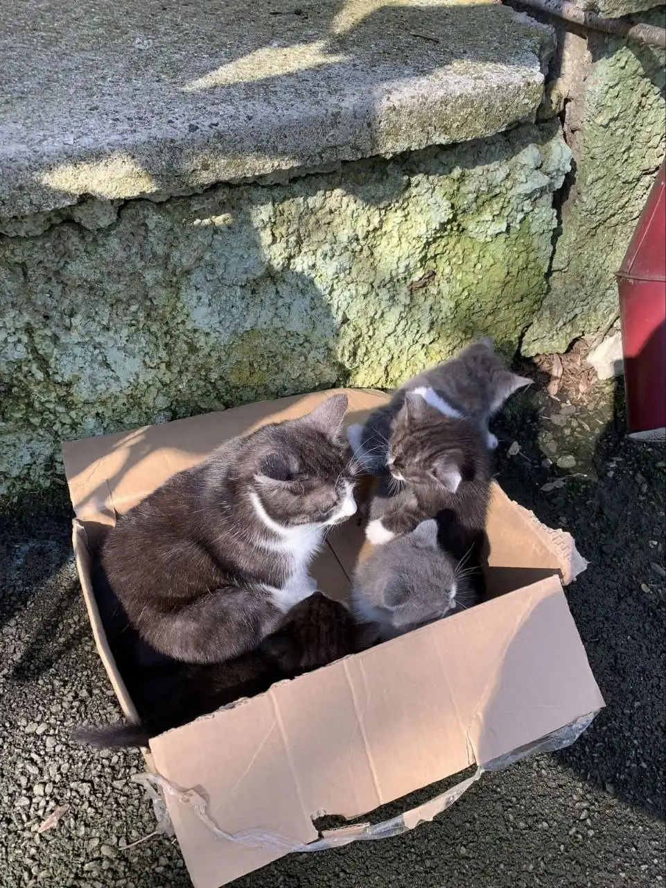 Котята нуждаются в помощи в Ставрополе - Кошки (Животные) в Ставрополь