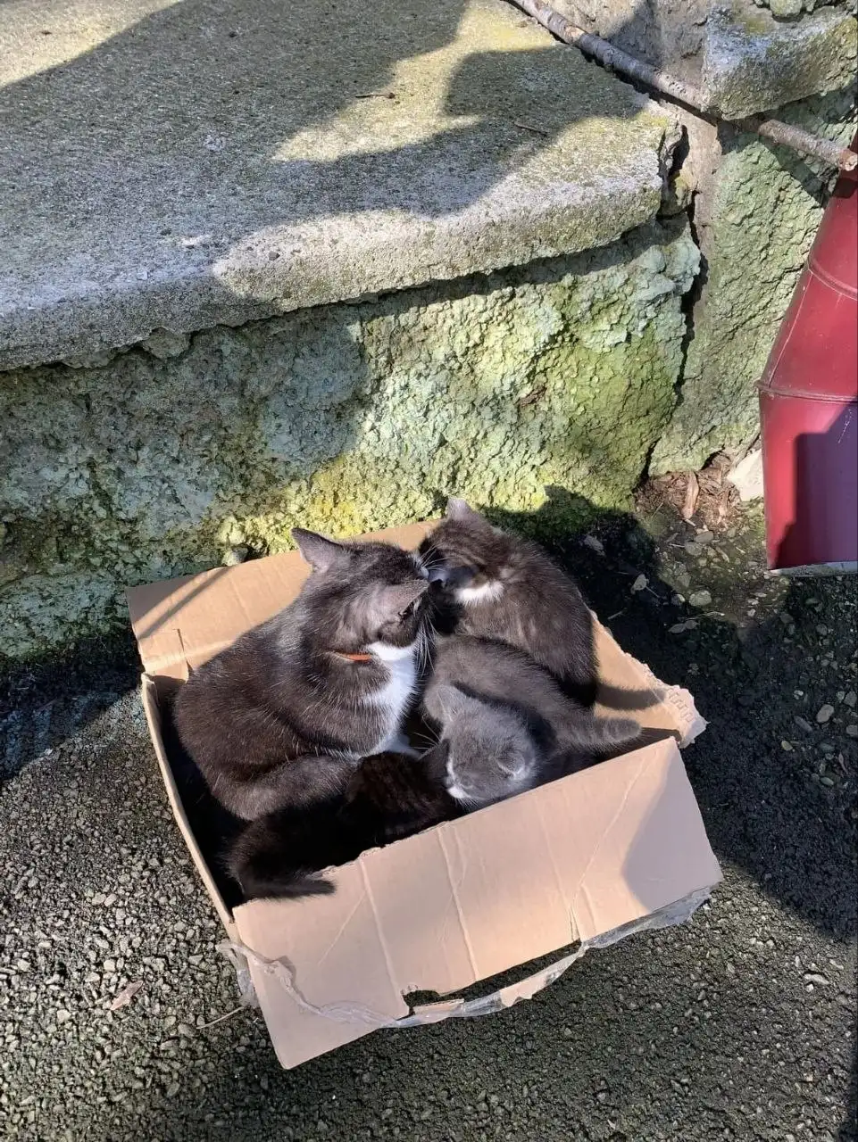 Котята нуждаются в помощи в Ставрополе - Кошки (Животные) в Ставрополь