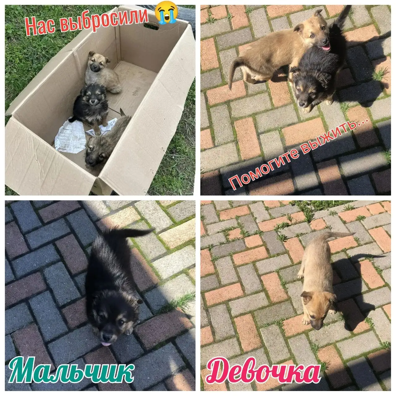 Троих крошеных щеночков выбросили возле дороги в Михайловске - Собаки (Животные) в Михайловск