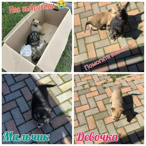 Троих крошеных щеночков выбросили возле дороги в Михайловске - частное объявление в Михайловск