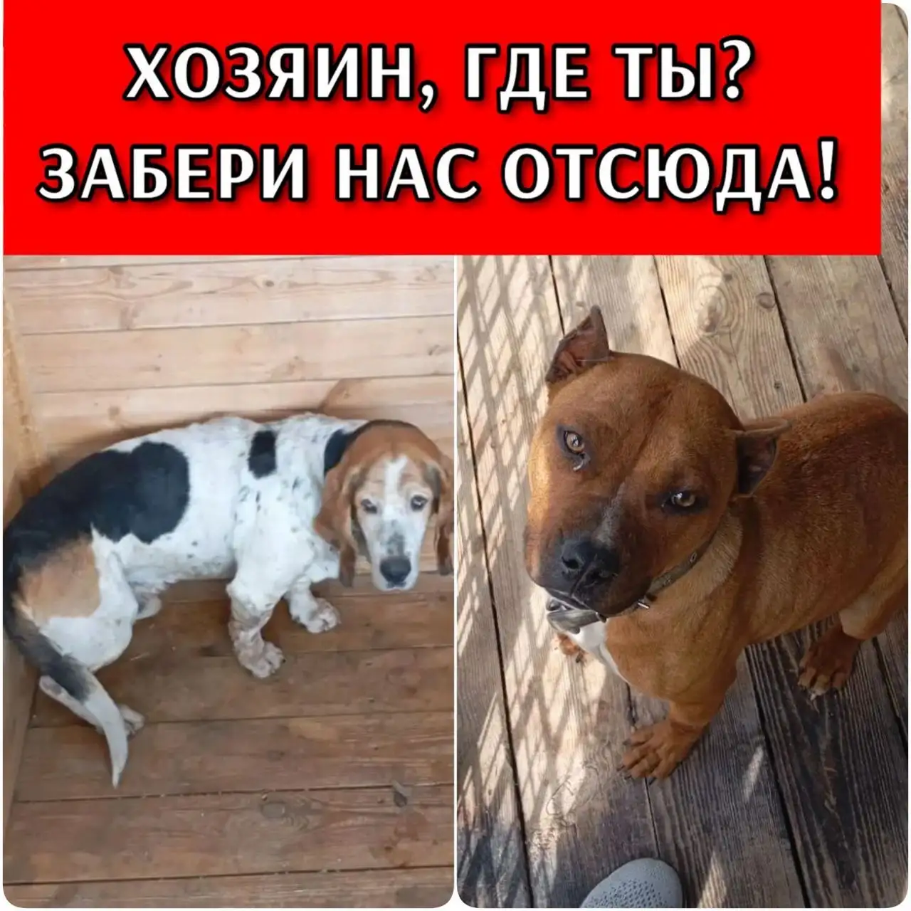 Помогите найти хозяев для двух породистых собак в Изобильненском ПВС - Собаки (Животные) в Изобильный