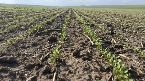 Покупка селитры, карбамида и пестицидов - Аренда инструмента в Ставрополь