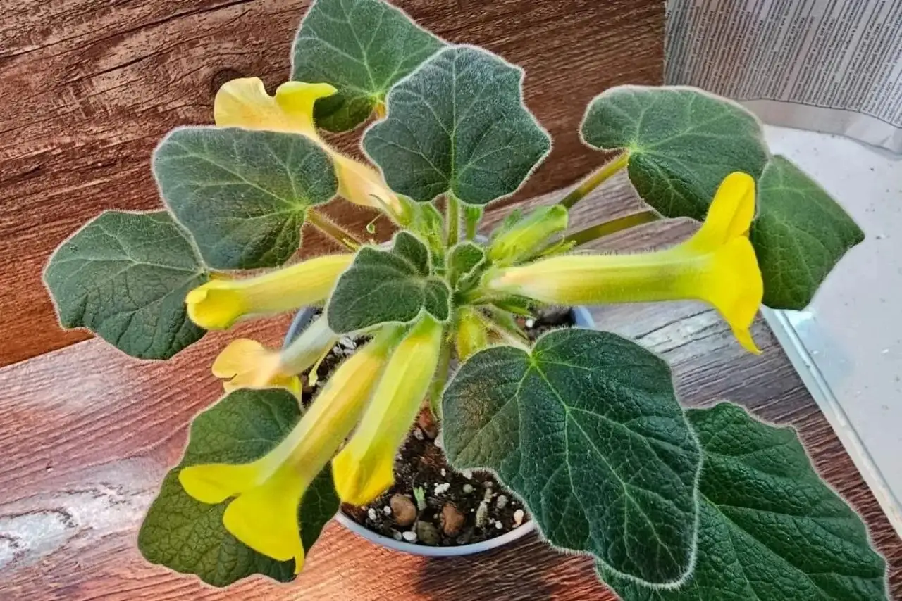 Продажа коллекционных суккулентов и растений в Ставрополе - Комнатные растения (Хобби и отдых) в Ставрополь