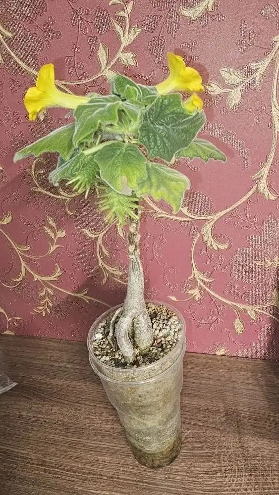 Продажа коллекционных суккулентов и растений в Ставрополе - Комнатные растения (Хобби и отдых) в Ставрополь