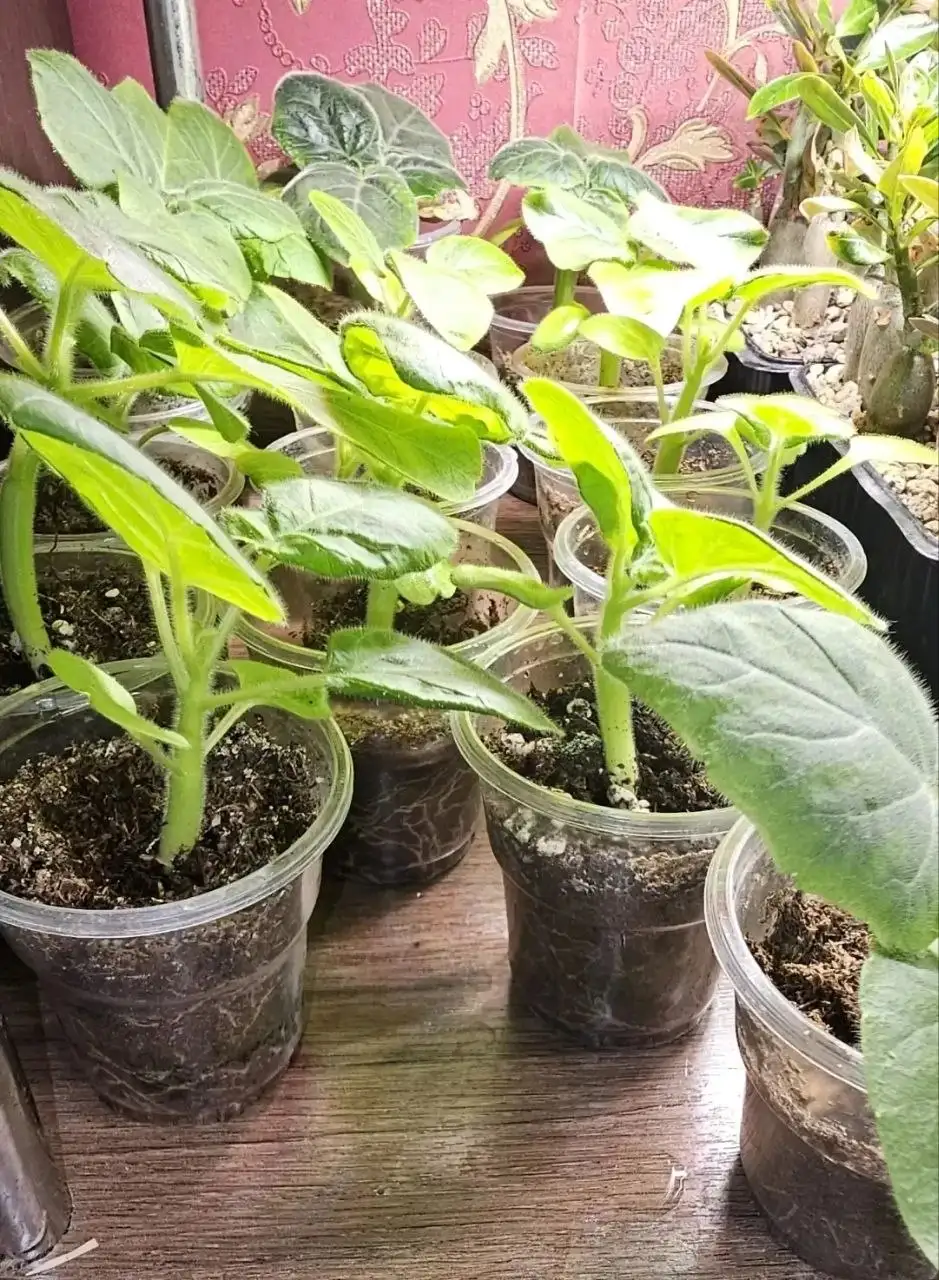 Продажа коллекционных суккулентов и растений в Ставрополе - Комнатные растения (Хобби и отдых) в Ставрополь