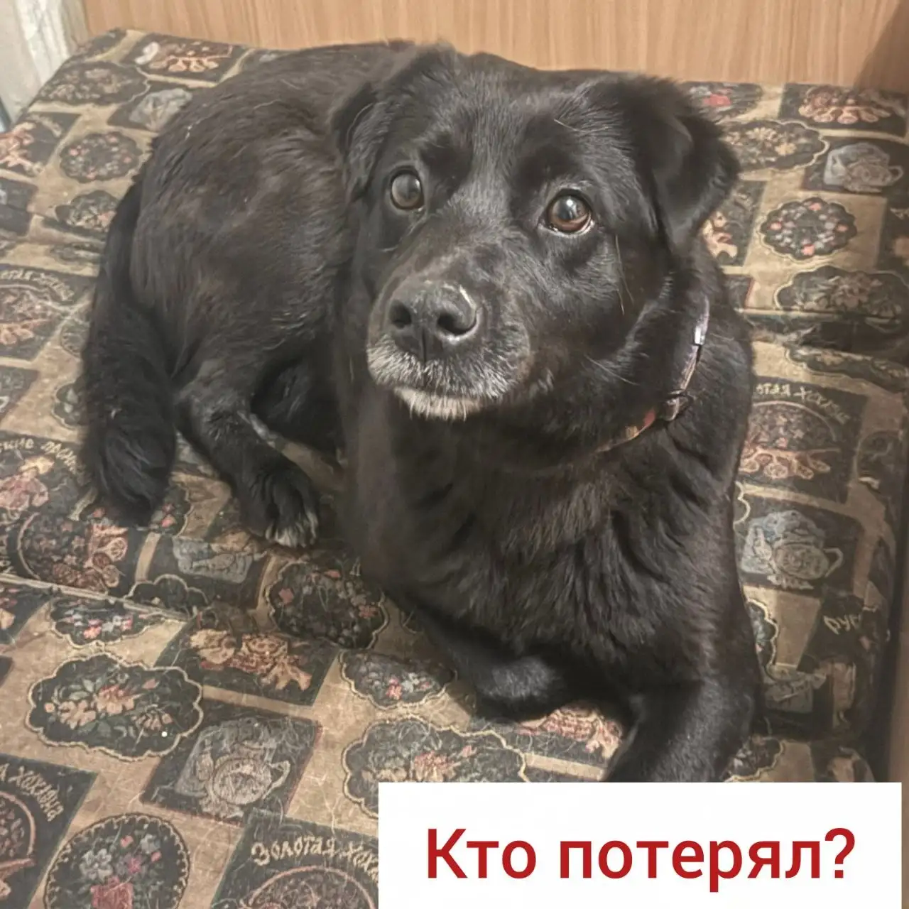 Найдена собака в Ставрополе - Животные в Ставрополь