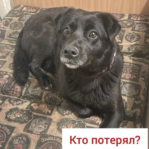Найдена собака в Ставрополе - частное объявление в Ставрополь