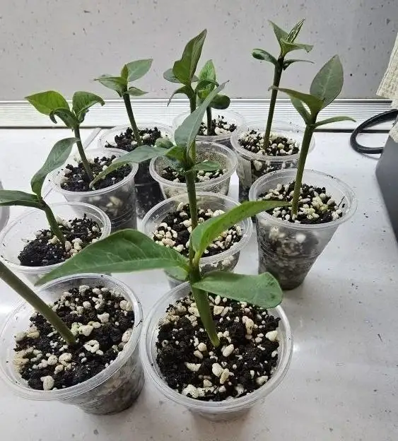 Продажа саженцев плюмерии франджипани - Растения (Хобби и отдых) в Ставрополь